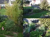 Weide wird Ilex.webp