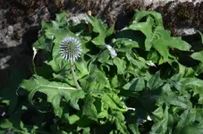 Distel.webp
