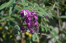 Flieder.webp