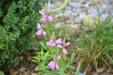 Gelenkblume.webp