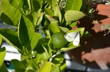 Calamondin.webp