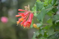 Geissblatt.webp