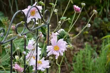 Herbstanemone1.webp