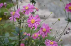 Herbstanemone3.webp
