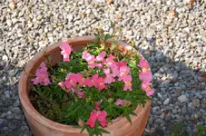 Löwenmäulchen.webp