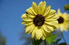 Soblu2.webp