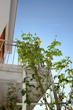 Kletterrose1.webp