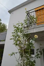 Kletterrose2.webp