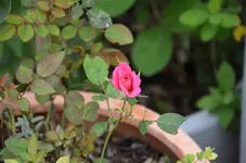 Rose3.webp