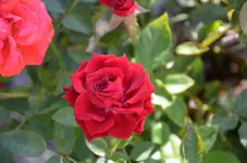 Rose4.webp