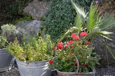 Rosen1.webp