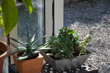 Sukkulenten.webp