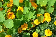 Tagetes und Kapukresse.webp