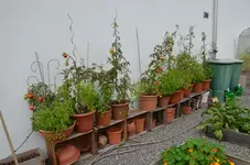 Tomaten1.webp