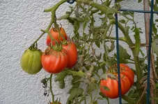 Tomaten.webp