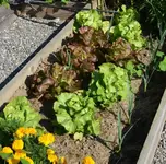 Salat2.webp