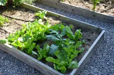Salat1.webp