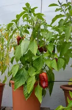 Peperoni.webp