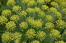 Fenchel.webp