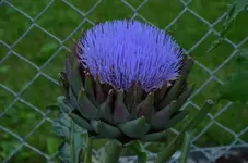Artischocke1.webp
