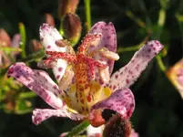 IMG_7229_1067x800.webp