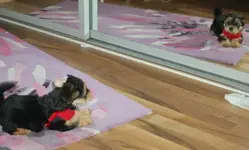 Coco und ihr Spiegelbild.webp