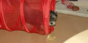 coco in rolle.webp