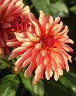 orangefarbene Dahlien2_kleiner.webp