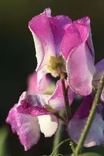 Wicke im Morgentau_kleiner.webp