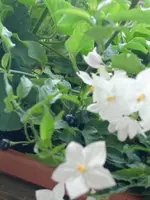 jasmin 004.webp