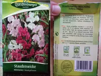Staudenwicke .webp