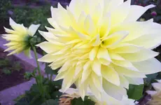 Dahlie 5.webp