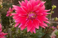 Dahlie 6.webp