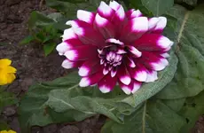 Dahlie 7.webp