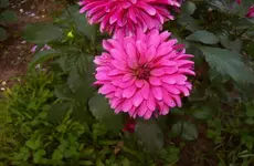 Dahlie 8.webp
