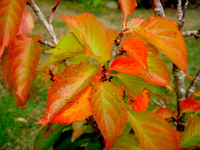 tn_Herbstblaetter v.webp