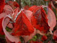 tn_Herbstblaetter v (1).webp