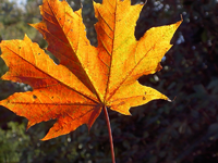 tn_Herbstblaetter v (2).webp