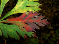 tn_Herbstblaetter v (3).webp