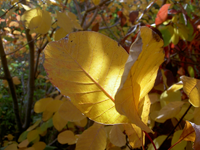 tn_Herbstblaetter v (4).webp