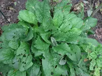 CIMG7496.webp