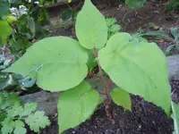 Unbekannt032.webp