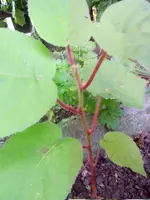 Unbekannt033.webp