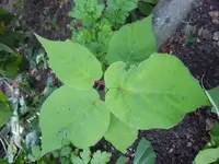 Unbekannt034.webp