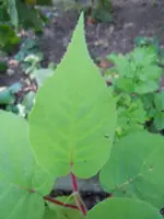 Unbekannt035.webp