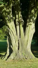 Ausfllug - Baum im Park.webp