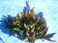 K800_DSCF4201.webp
