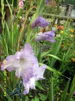 JD500626.webp