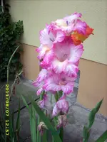 JD500627.webp