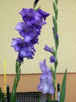 JD500628.webp